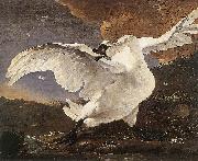 ASSELYN, Jan The Threatened Swan oil painting reproduction